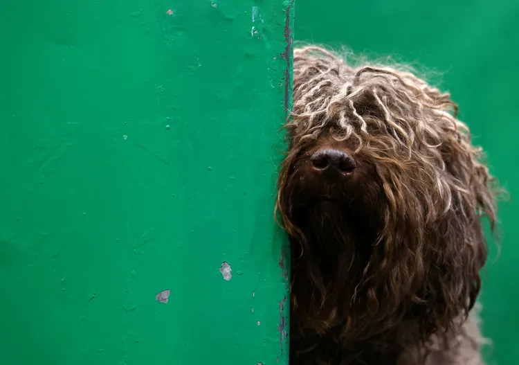 西班牙水獵犬（Spanish Water dog ）路透社