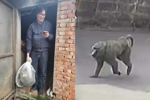 怒火狒騰！議員批狒狒受傷「不送醫先擺拍」　桃園農業局回應了