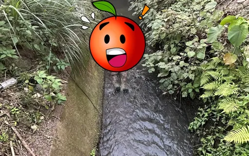 水溝驚見「一雙泡爛的腿」 他怒譙:嚇到林北漏尿