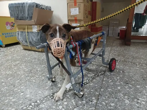 暖心!还残疾毛宝贝行动力 新北动保员制狗狗轮椅辅具