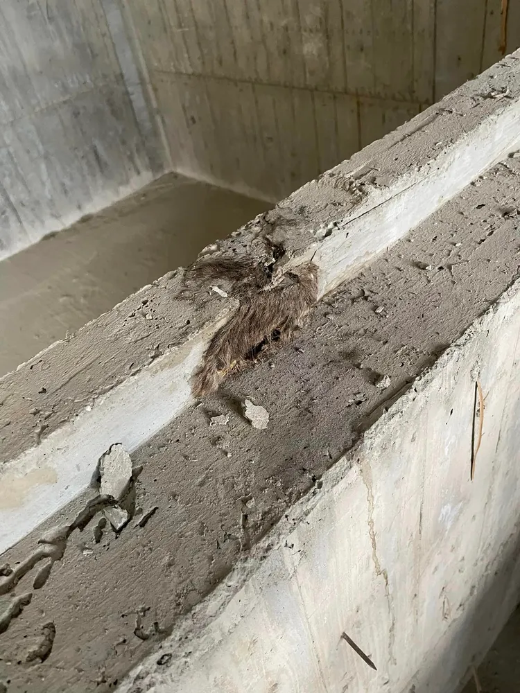 日前一名網友在工地驚見水泥封屍第一現場，有老鼠整隻被灌漿活埋，還飄出屍臭味。翻攝《路上觀察學院》社團