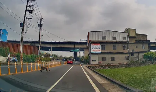 最新蹤跡曝光！桃園狒狒逃竄新屋　桃園農業局偕巡守隊全力圍捕中