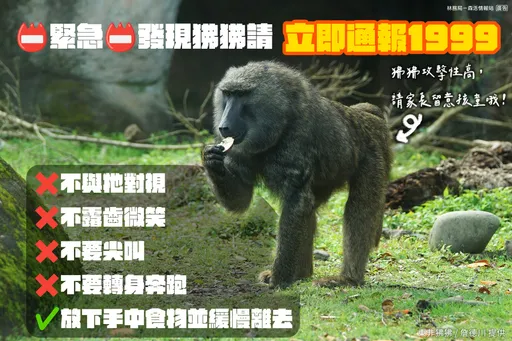 遇到狒狒求保命有4不！千萬不能「露齒微笑」　避免跟牠確認眼神