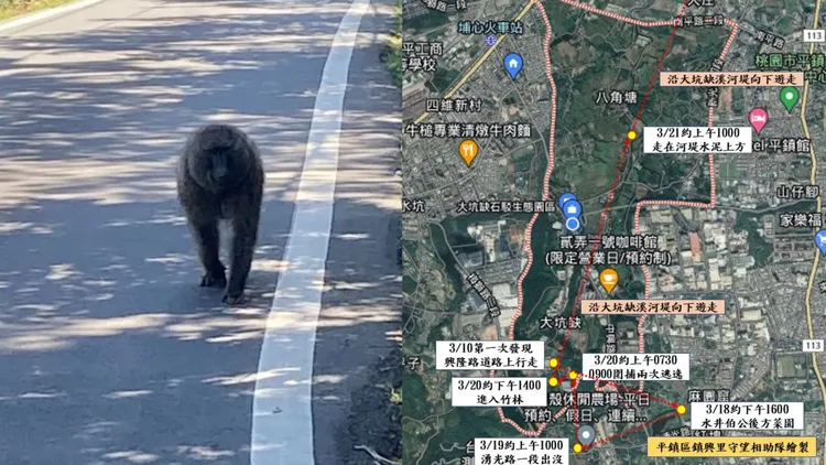 東非狒狒逃脫後，目前行蹤不明。左翻攝自我是中壢人，右翻攝自黃志杰臉書
