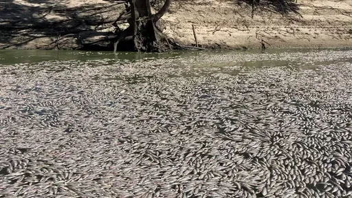 百萬死魚浮屍河面　澳洲小鎮居民叫苦連天