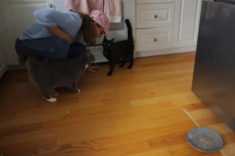 史蒂芬和她的寵物貓。路透社