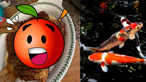 寶貝寵物錦鯉缺電亡 爸媽酥炸「送行」:肉質鮮嫩像這種魚