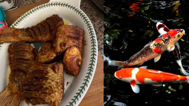 馬來西亞網友說，家中的錦鯉（右圖，非新聞當事錦鯉，翻攝Pixabay）死了2條，爸爸將料理好的「酥炸錦鯉」照片寄給她，讓她飽受驚嚇。翻攝twitter/ Nadia Nazir