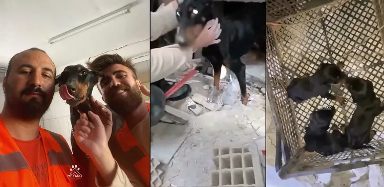 土耳其動物救援組織救出受困28天的希拉。翻攝meyako_rescue IG