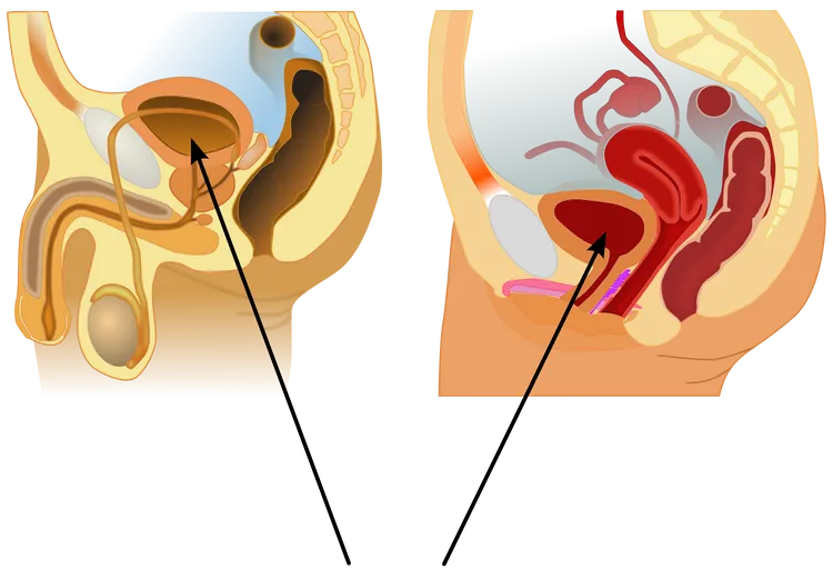 男女膀胱位置。翻攝 維基百科CC BY-SA 3.0