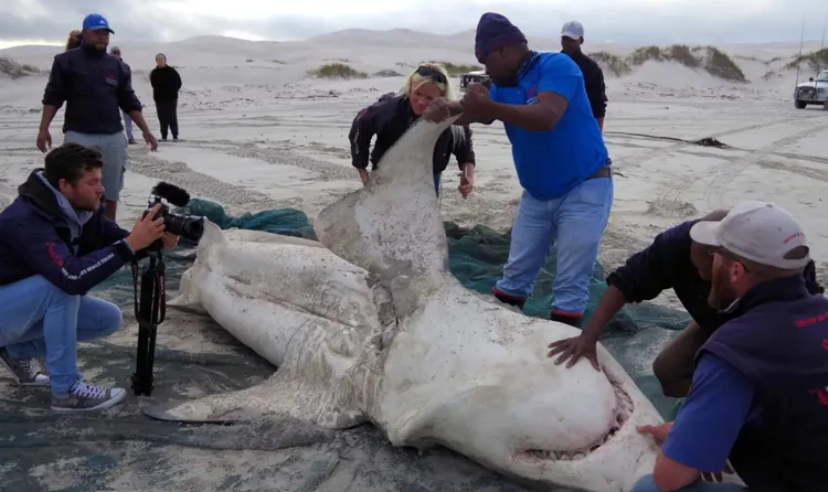 海洋生態學者檢視慘遭虎鯨掠食的大鯊魚。翻攝Marine Dynamics Conservation Trust