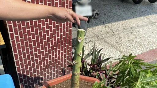 男隨機砍樹竟為做實驗 半小時就被人贓俱獲