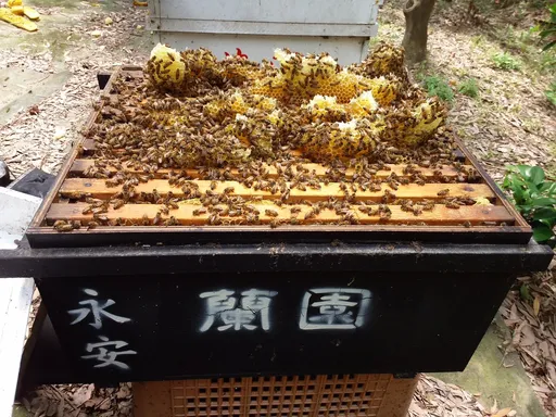 螨害入侵!养殖蜜蜂折损近半 蜂农盼争取补助