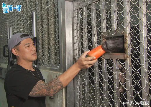 竇智孔不怕徒手餵黑熊 遇呆萌水豚君卻想逃