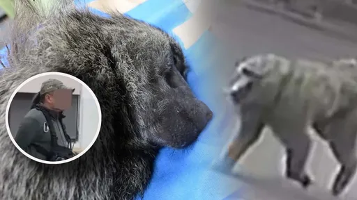 獵人千字文揭始末「狒狒突然吼叫」!六福村獸醫急喊麻醉針沒了「你就開槍啦」