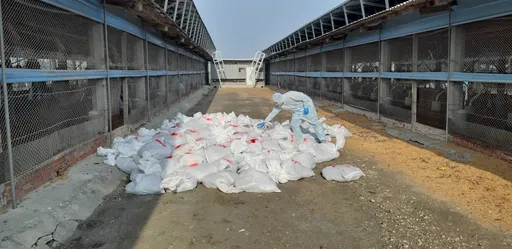 彰化縣大城鄉養雞場確診H5N1禽流感 雞蛋又要變少了!縣府急撲殺2.1萬隻土雞