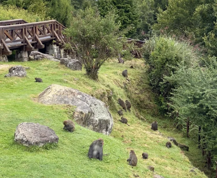 阿里山園區內約有80隻獼猴棲息。翻攝自嘉義林管處