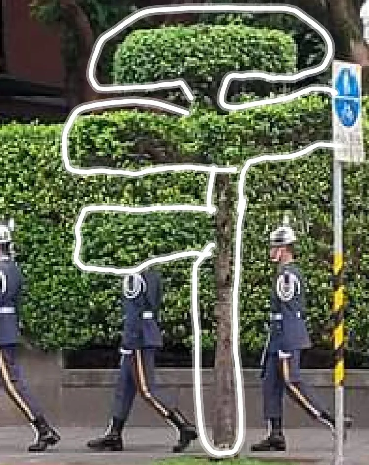 其實是樹的錯位。翻攝自粉專「路上觀察學院」