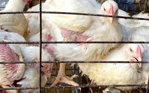 一個月吃能吃一次肉!埃及受通膨之苦 政府卻叫他們吃雞爪爆民怨