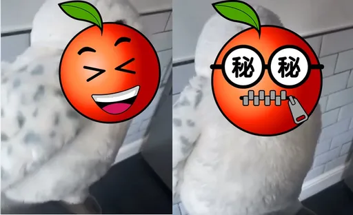 牆裡傳出詭異鳥叫聲!急叩志工救援「嘿美」 真相讓人啼笑皆非