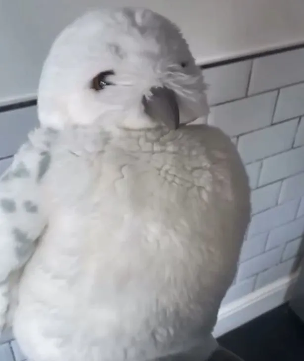 屋主找出的貓頭鷹 玩偶。翻攝臉書/CleethorpesWildlifeRescue