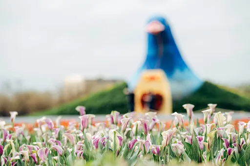 桃園彩色海芋季周末登場 大園警實施交通管制