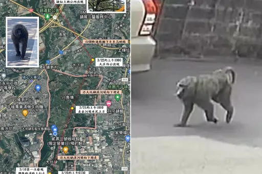 六福村再清點東非狒狒!沒減少還多一隻? 園方這樣解釋