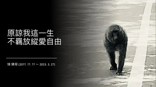 狒狒逃18天未傷人卻慘死　律師悲嘆：身而為人，我很抱歉