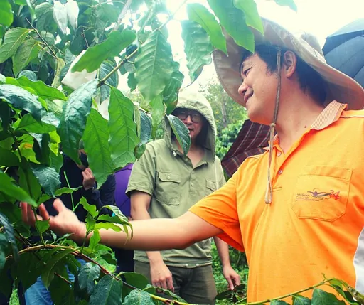 不只有仙草還有馬武督咖啡 新竹縣關西咖啡節周日登場