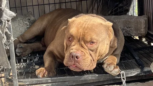 狗都看不起你!惡霸養「惡霸犬」護槍毒 警攻堅牠卻裝沒看見