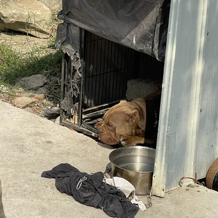 黃嫌在藏匿槍毒的鴿舍前養惡霸犬看家，但遇警方攻堅時，這隻惡霸完成不惡霸，乖巧趴地任由警方帶走主人。讀者提供
