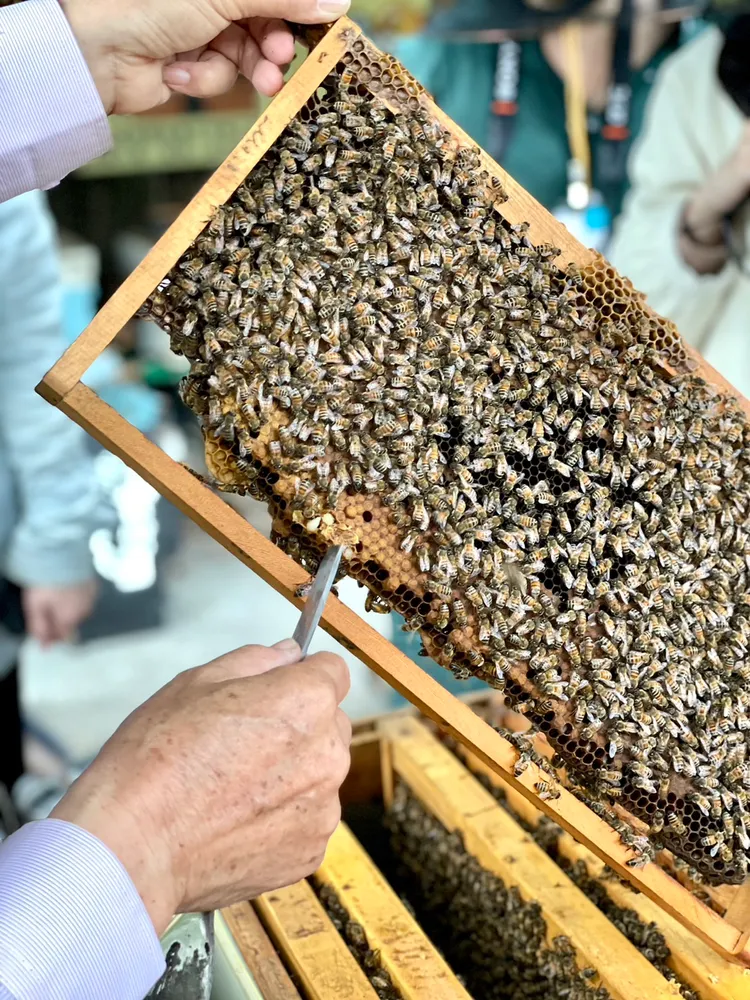 4/1至6/30推出的「花式春遊住房專案」，包含手沖咖啡課程+蜜蜂生態導覽體驗或SUP遊程二選一。曾仲葳攝