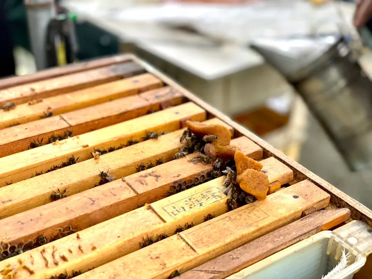 4/1至6/30推出的「花式春遊住房專案」，包含手沖咖啡課程+蜜蜂生態導覽體驗或SUP遊程二選一。曾仲葳攝