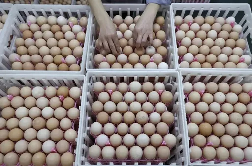 賀首勝！他豪送雞蛋1000顆「1人領5顆」　這裡400碗爌肉飯免費吃爆