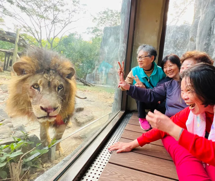 民眾與非洲獅近距離接觸。觀光局提供
