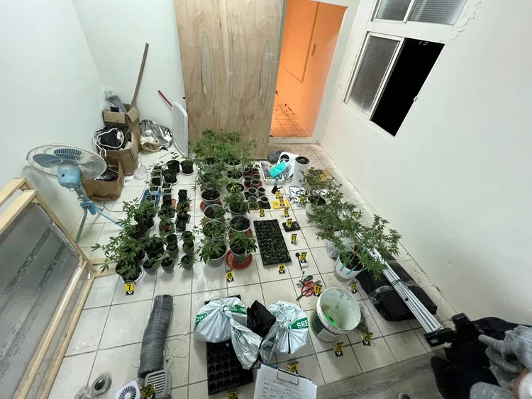 嫌犯在密室私種大麻。翻攝畫面