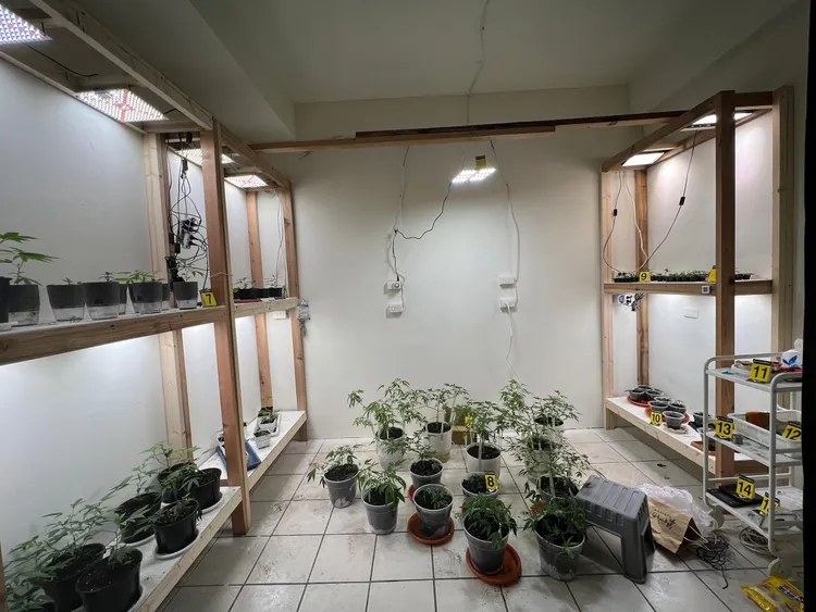 嫌犯在密室私種大麻。翻攝畫面