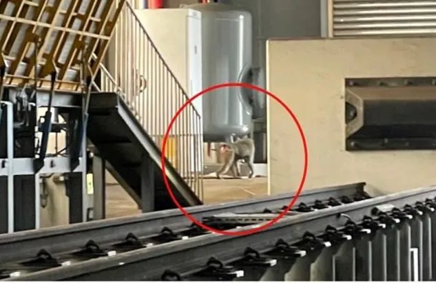 狒狒曾出現在台鐵富岡機場。翻攝畫面