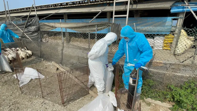 動防所防疫人員全副武裝，進入肉鴨場內進行撲殺作業。彰化縣府提供