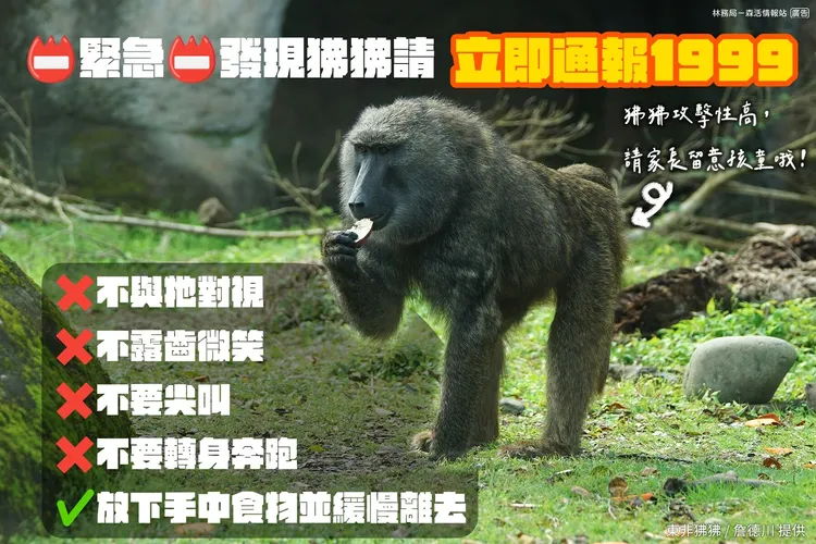 林務局日前也發文提醒遇到狒狒，千萬不能做以下4件事。取自林務局臉書