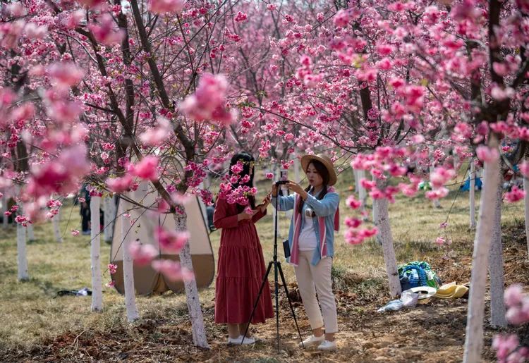 2名遊客在雲南昆明的一處櫻花谷準備直播觀光。新華社