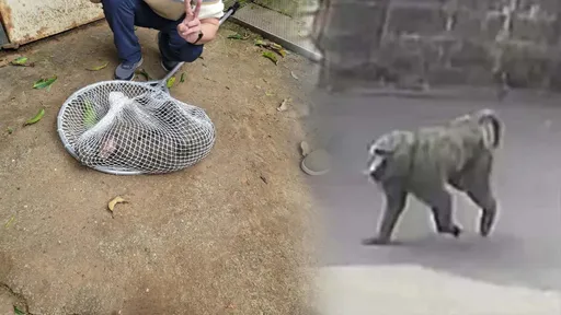 挺獵人「實彈射擊」？韓粉「最強菜販」逆風：等有小孩受害風向會不會變