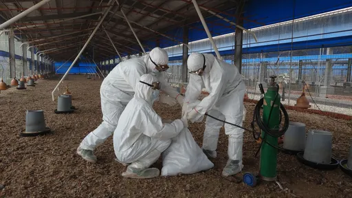 慘！蛋荒未解危「雞」再起　一張表看懂雞肉漲定了