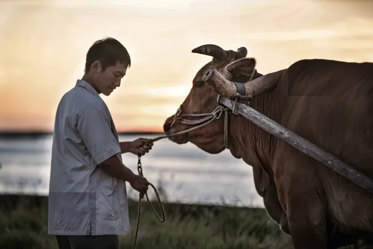 蔡昌憲牽著劇中牛隻（大耳仔），透露最難忘拍攝時沿途映照著橘紅色夕陽的美景。公視、禾豐製作提供