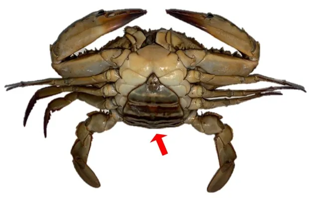 腹部自然連附於胸部腹甲之蟳蟹。漁業署提供