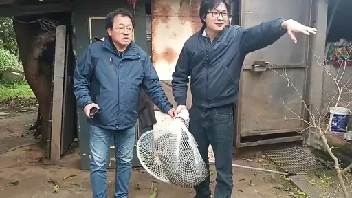 東非狒狒左胸中彈慘死　桃園市農業局證實！竹縣農業處委託獵人開的槍