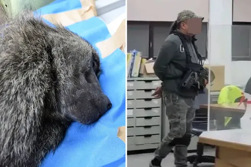 東非狒狒枉死!醫師質疑獵人用槍時機:狒狒不是繁衍過度的外來種