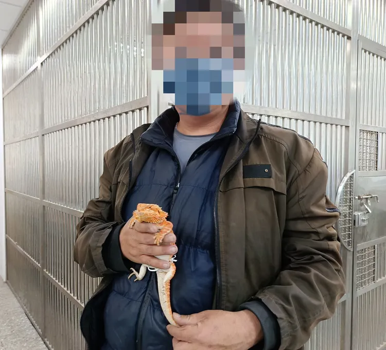 陳男不捨地抱著鬃獅蜥。淡水警分局提供