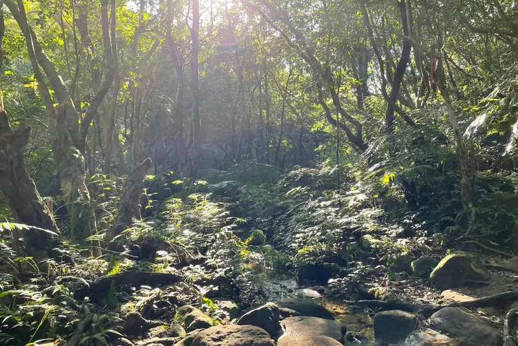 飯店提供登山步道口單趟接駁服務，圖為臺北大縱走第四段-雙溪溝古道。業者提供