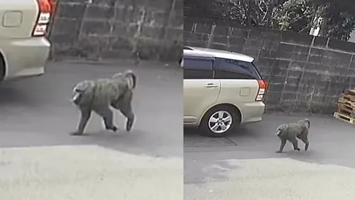 「东非狒狒」逃亡12天最新出没点曝光　六福村喊冤！不是他家的